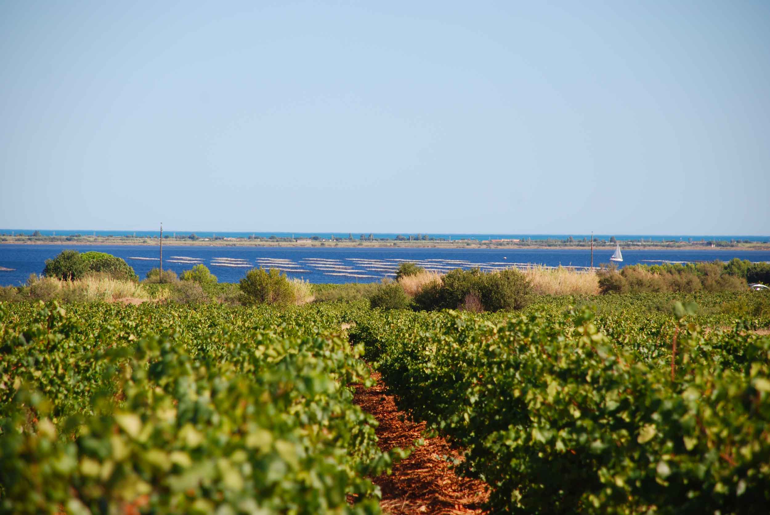 Vignes Etang Parcs