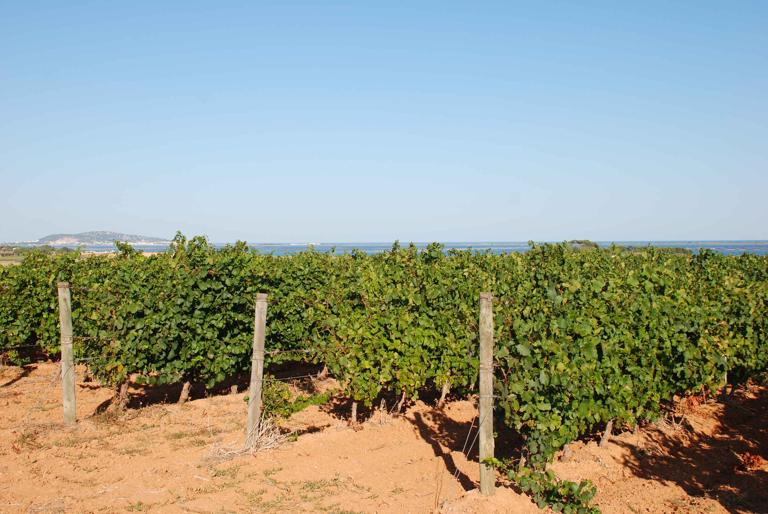 Vignes Etang de Sète