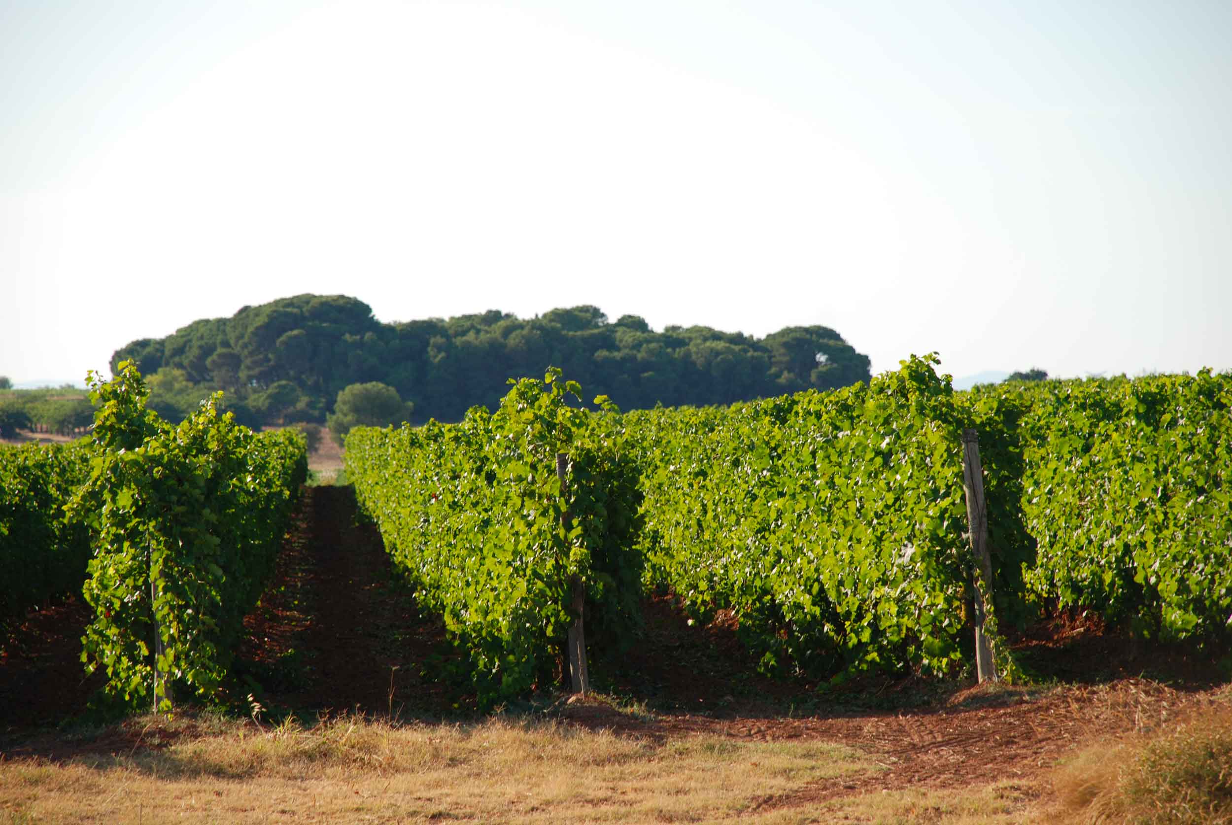 Vignes Viognier